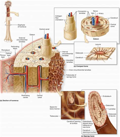 what is inside a bone figgerits|5.3: Bone Structure .